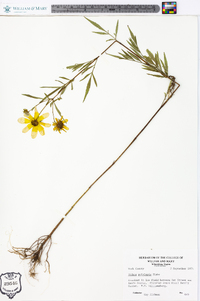 Bidens polylepis image