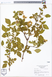 Rubus argutus image