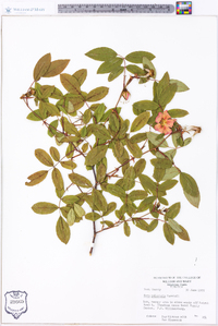 Rosa palustris image