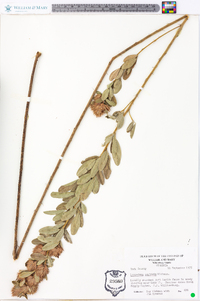 Lespedeza capitata image