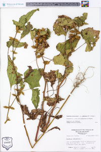 Xanthium strumarium var. glabratum image