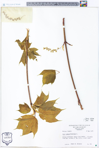 Acer pensylvanicum image