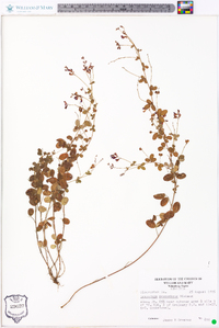 Lespedeza procumbens image