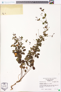 Lespedeza repens image