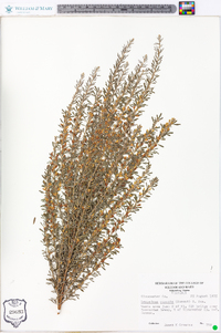 Lespedeza cuneata image