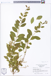 Ligustrum sinense image