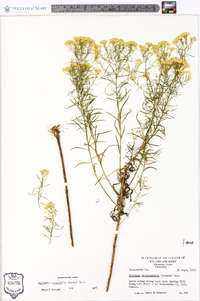 Euthamia tenuifolia image