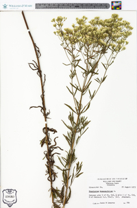 Eupatorium hyssopifolium image