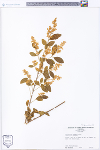 Ligustrum sinense image