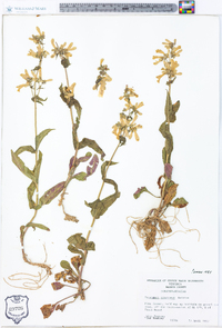 Penstemon canescens image