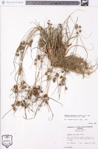 Cyperus retrorsus image