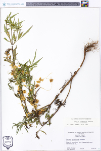 Cuscuta campestris image