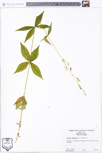 Silene stellata image