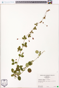 Lespedeza repens image