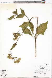 Mirabilis nyctaginea image