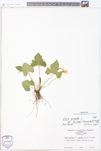 Viola palmata image