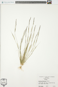 Aristida dichotoma image