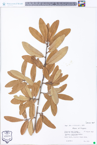 Quercus virginiana image