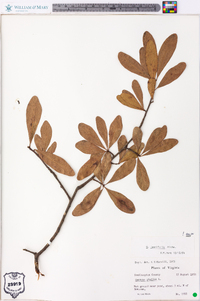 Quercus laurifolia image