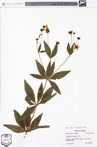 Coreopsis major image