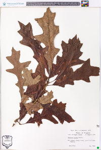 Quercus lyrata image