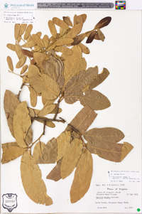 Quercus incana image