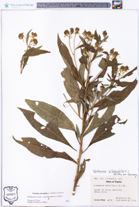 Verbesina alternifolia image