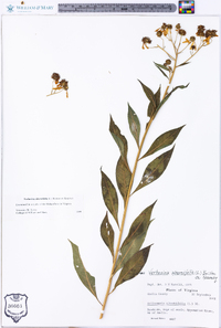 Verbesina alternifolia image