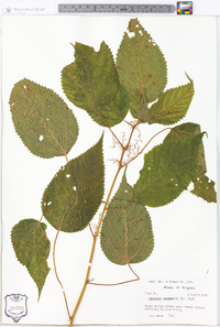 Laportea canadensis image