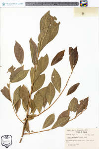 Ilex laevigata image