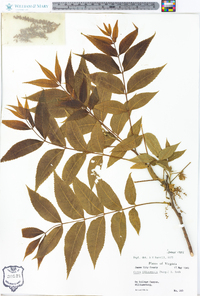 Carya illinoinensis image