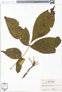 Carya ovalis image