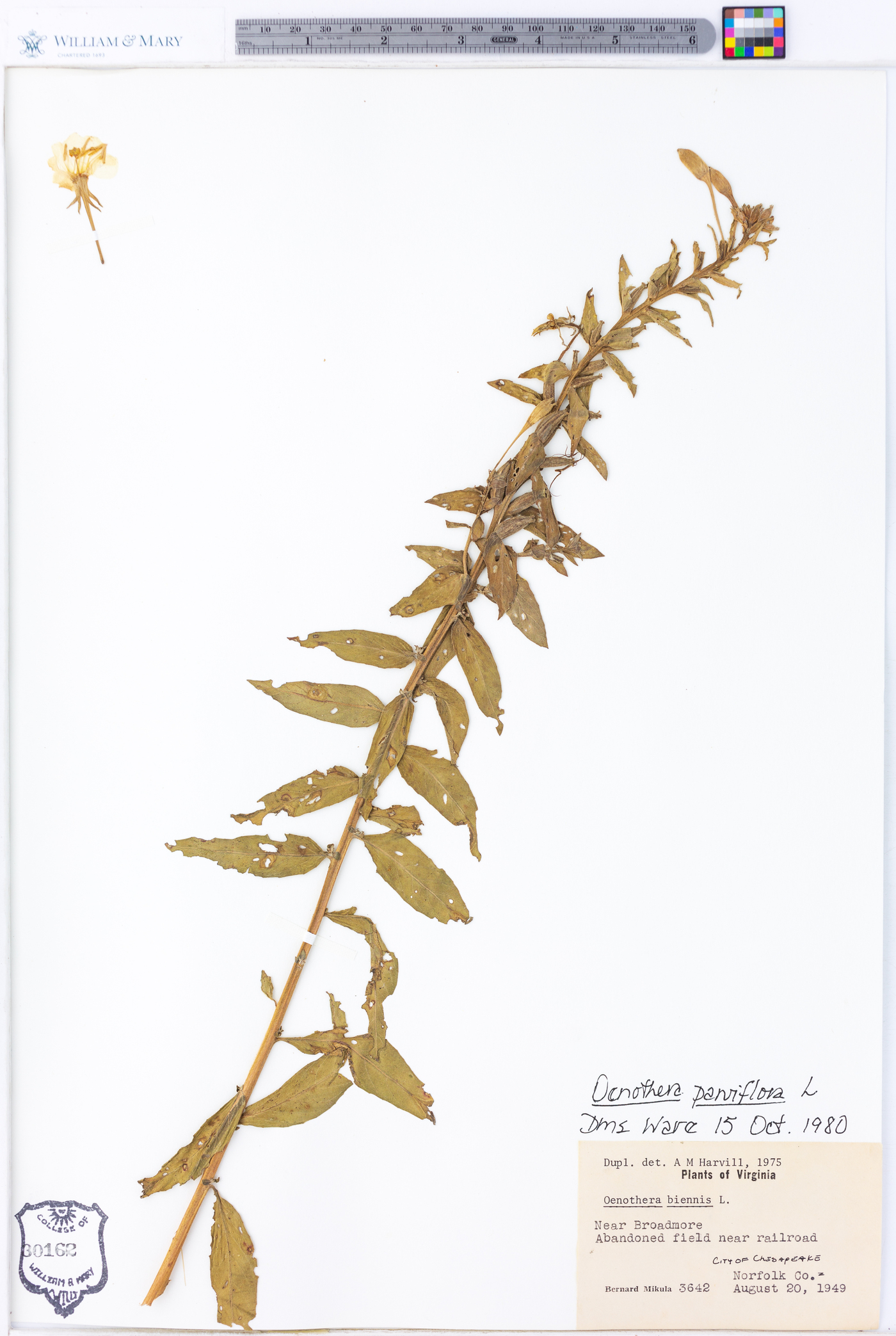 Oenothera parviflora image
