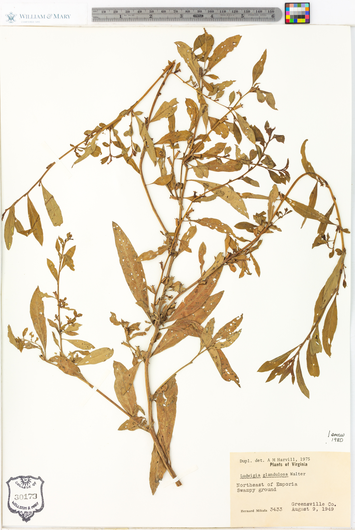 Ludwigia glandulosa image