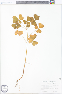 Oxalis grandis image