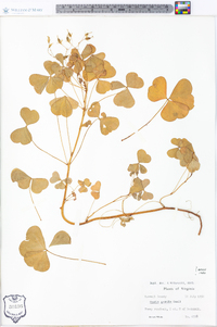 Oxalis grandis image