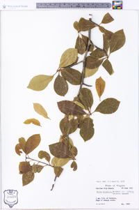 Nyssa sylvatica var. biflora image