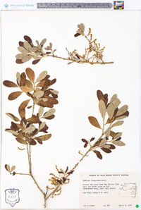 Quercus virginiana image