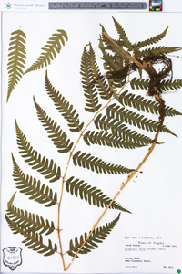 Dryopteris celsa image