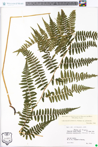 Athyrium filix-femina var. asplenioides image