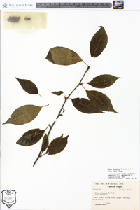 Ilex montana image