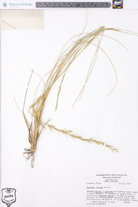 Aristida stricta image