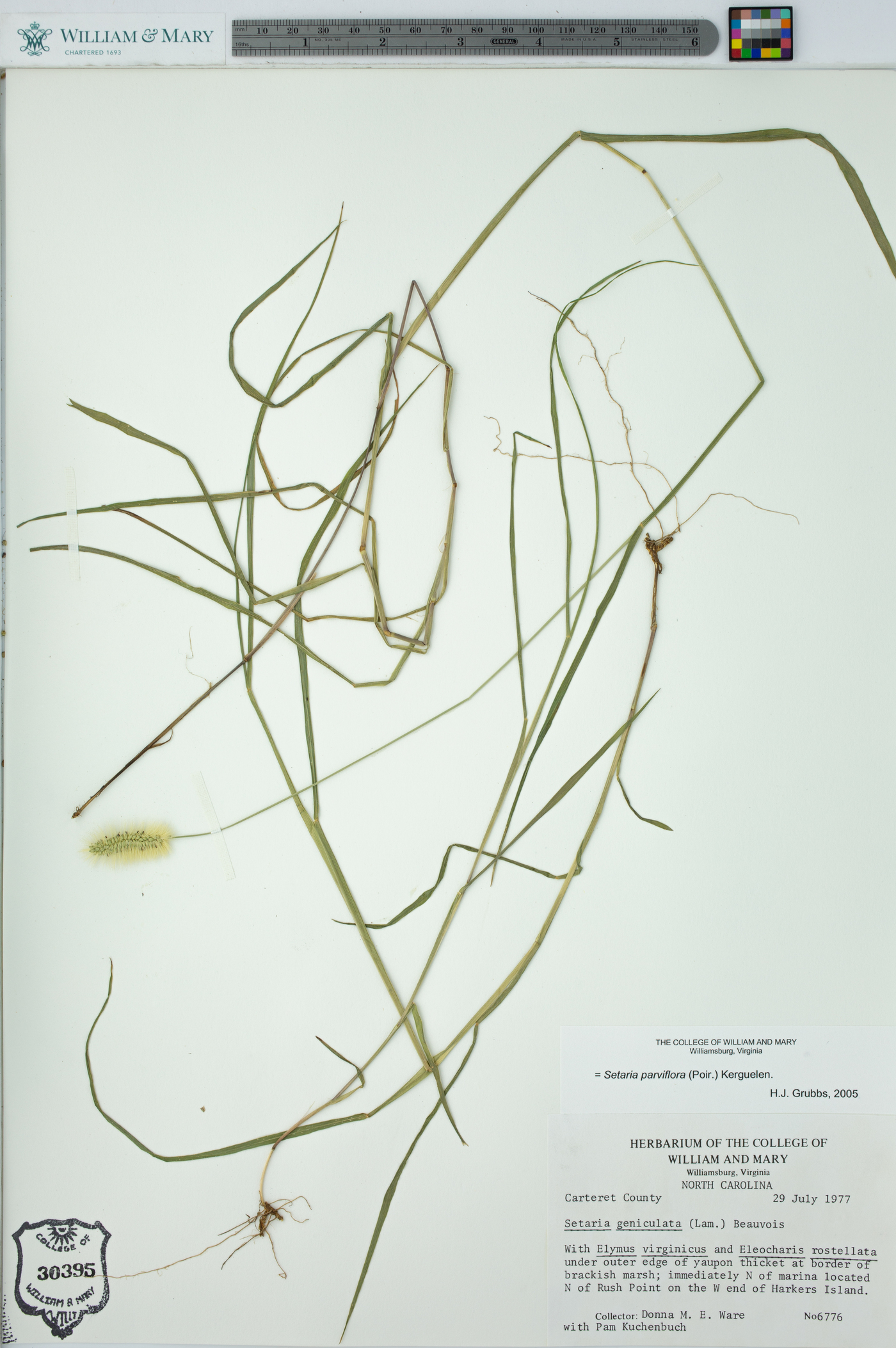 Setaria parviflora var. brachytricha image