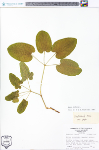 Smilax herbacea image