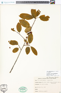 Ilex amelanchier image