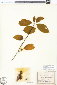 Ilex amelanchier image