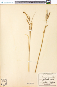 Spartina patens image