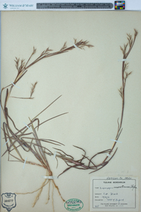 Andropogon maritimus image