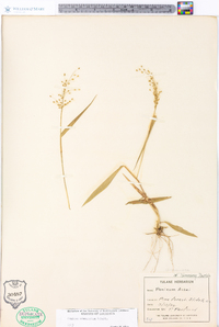 Panicum commutatum image