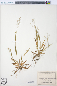 Panicum laxiflorum image